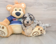 7 week old Mini Aussiedoodle Puppy For Sale - Puppy Love PR
