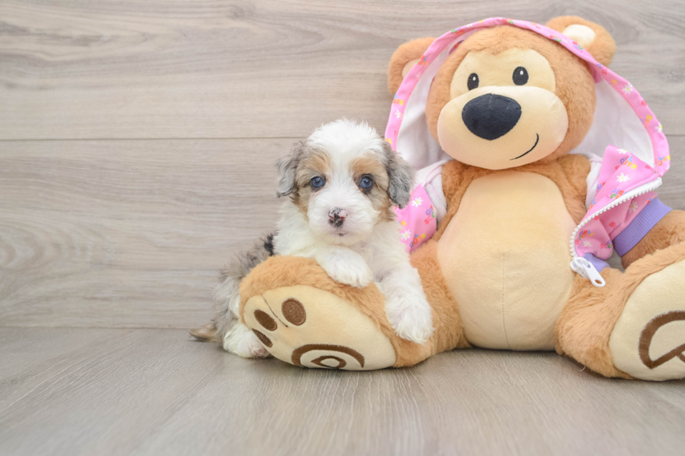 Energetic Aussie Poo Poodle Mix Puppy