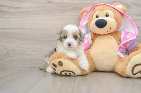 Energetic Aussie Poo Poodle Mix Puppy