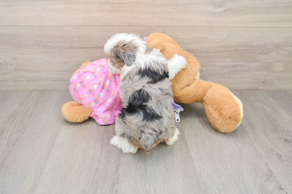 Happy Mini Aussiedoodle Baby