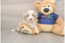Sweet Mini Aussiedoodle Baby