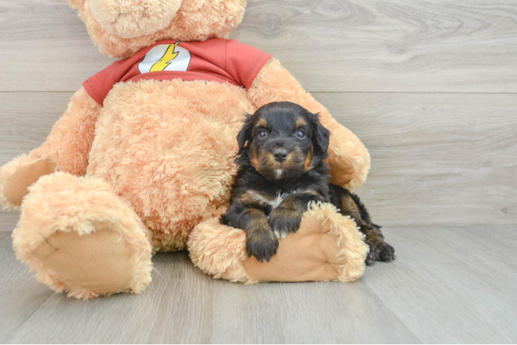 Funny Mini Aussiedoodle Poodle Mix Pup