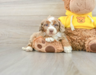 8 week old Mini Aussiedoodle Puppy For Sale - Puppy Love PR