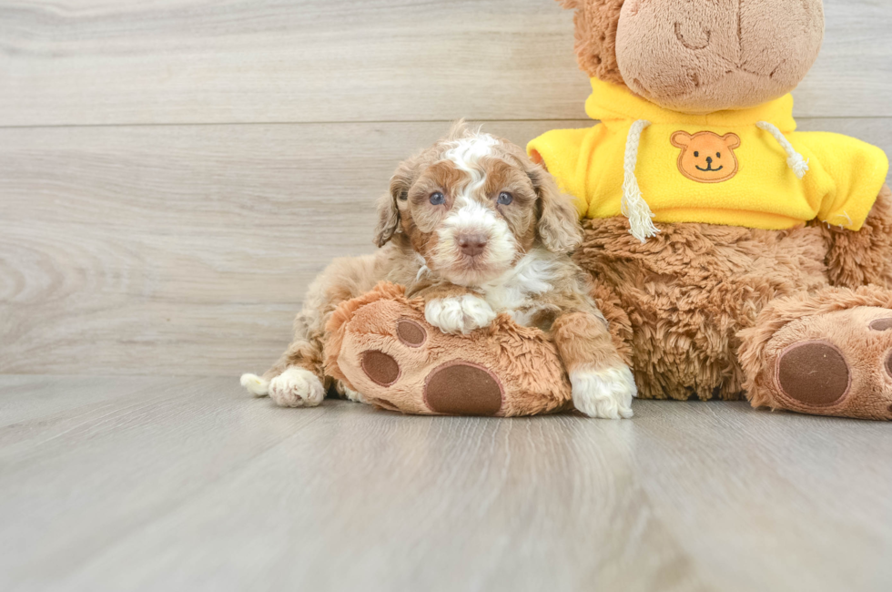 7 week old Mini Aussiedoodle Puppy For Sale - Puppy Love PR