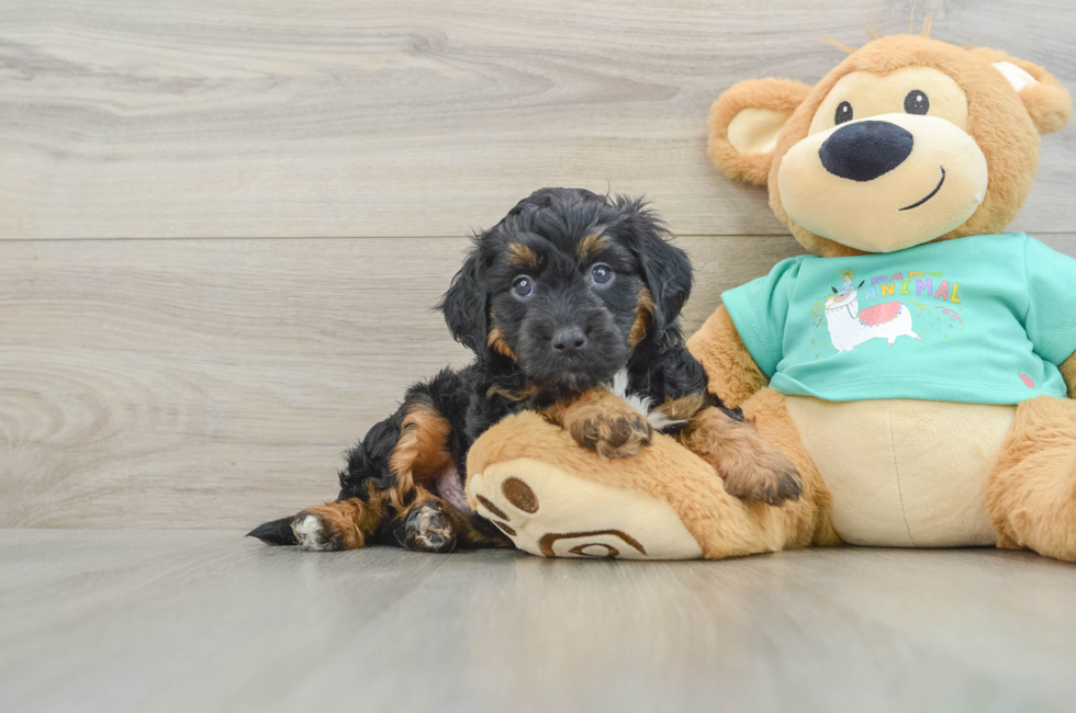 5 week old Mini Aussiedoodle Puppy For Sale - Puppy Love PR