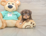 9 week old Mini Aussiedoodle Puppy For Sale - Puppy Love PR