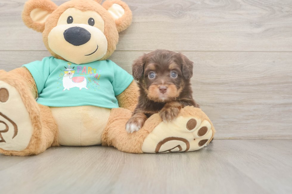 5 week old Mini Aussiedoodle Puppy For Sale - Puppy Love PR