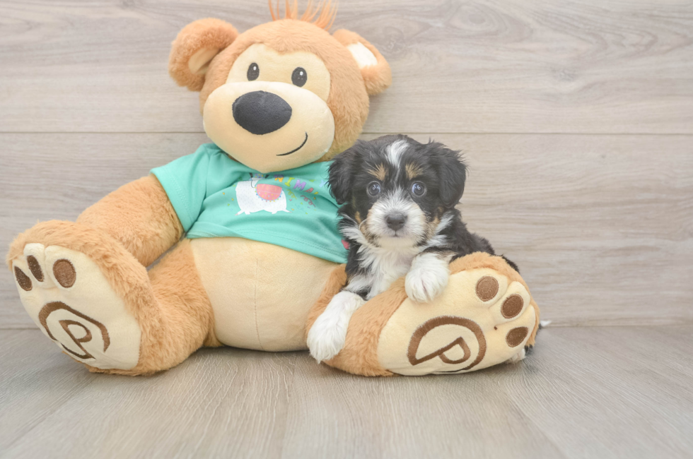 5 week old Mini Aussiedoodle Puppy For Sale - Puppy Love PR
