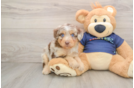 Adorable Aussiepoo Poodle Mix Puppy
