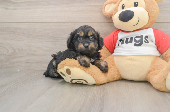 Little Aussiepoo Poodle Mix Puppy