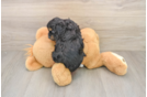 Funny Mini Aussiedoodle Poodle Mix Pup