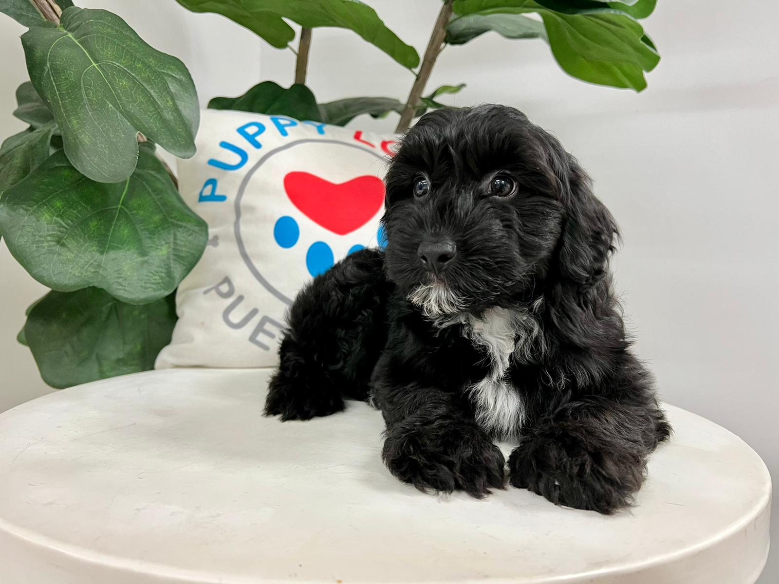 Cute Aussiepoo Poodle Mix Puppy