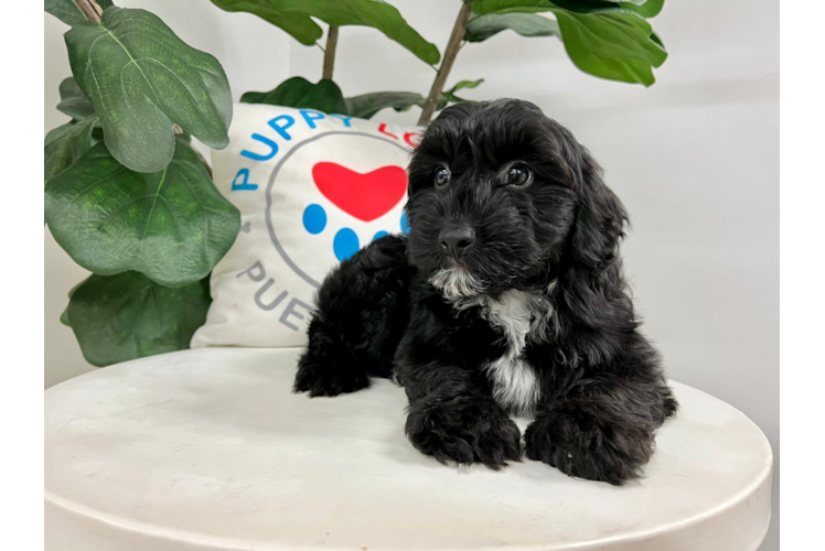 Meet Ari - our Mini Aussiedoodle Puppy Photo 1/4 - Puppy Love PR Cute Aussiepoo Poodle Mix Puppy