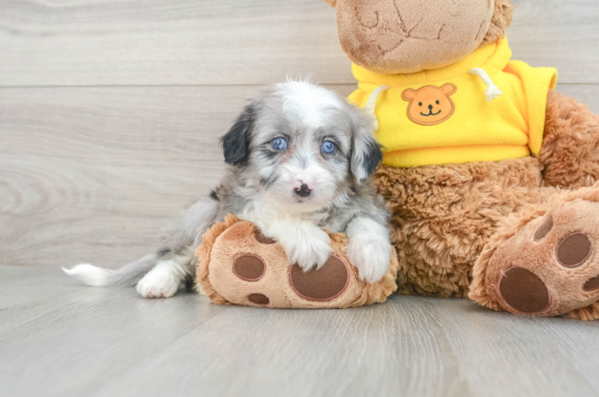 Sweet Mini Aussiedoodle Baby
