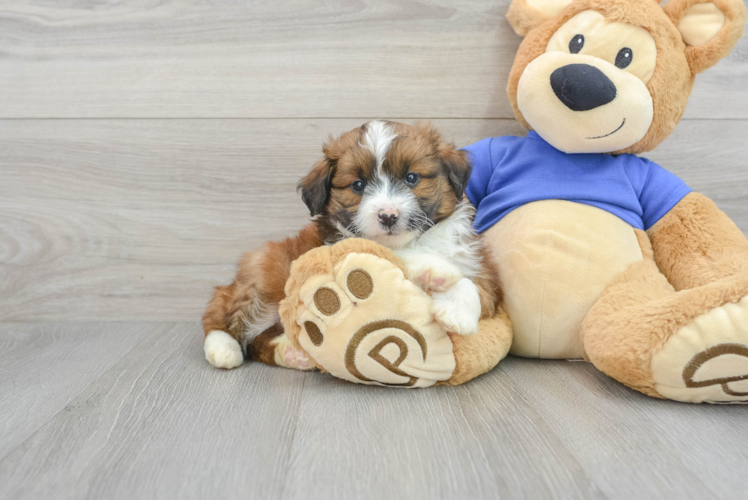 Meet Ashton - our Mini Aussiedoodle Puppy Photo 1/3 - Puppy Love PR Petite Mini Aussiedoodle Poodle Mix Pup