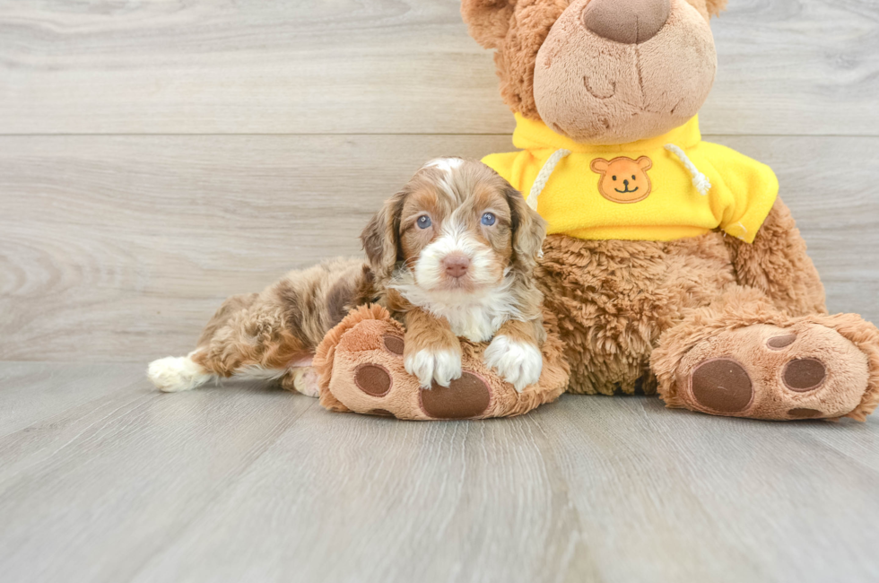 7 week old Mini Aussiedoodle Puppy For Sale - Puppy Love PR