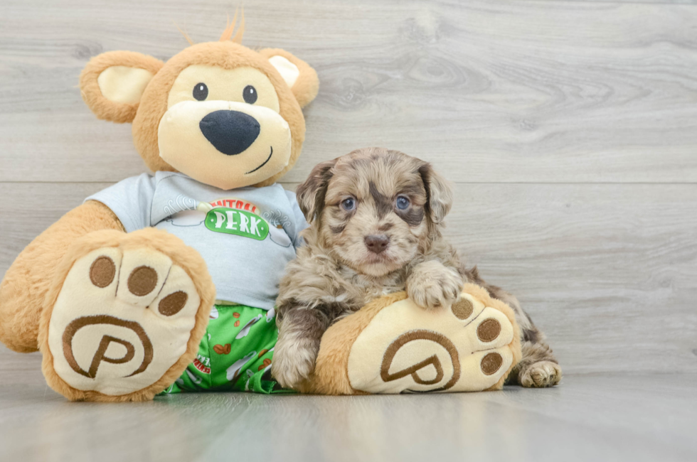 5 week old Mini Aussiedoodle Puppy For Sale - Puppy Love PR