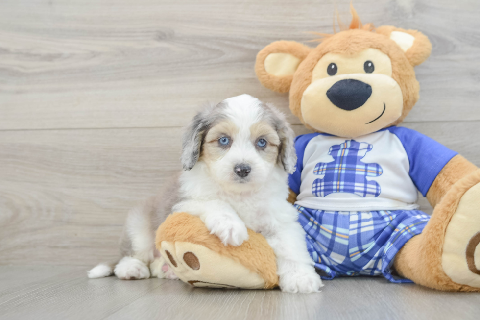 Mini Aussiedoodle Pup Being Cute