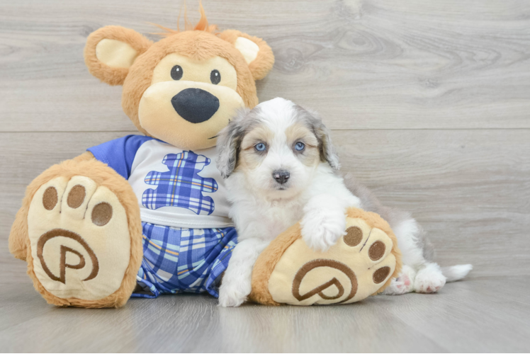 Petite Mini Aussiedoodle Poodle Mix Pup
