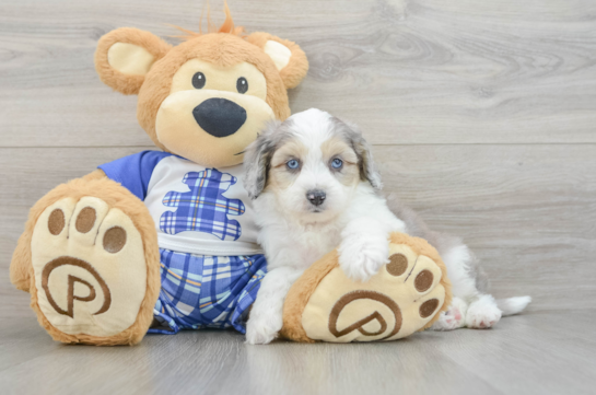 Petite Mini Aussiedoodle Poodle Mix Pup