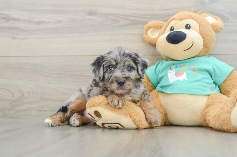 5 week old Mini Aussiedoodle Puppy For Sale - Puppy Love PR