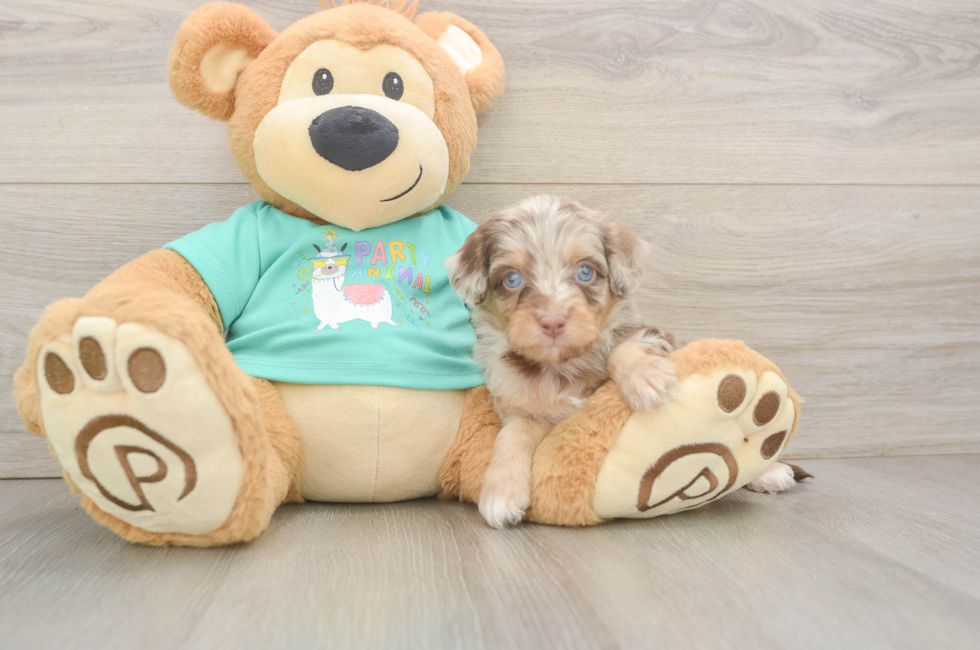 5 week old Mini Aussiedoodle Puppy For Sale - Puppy Love PR