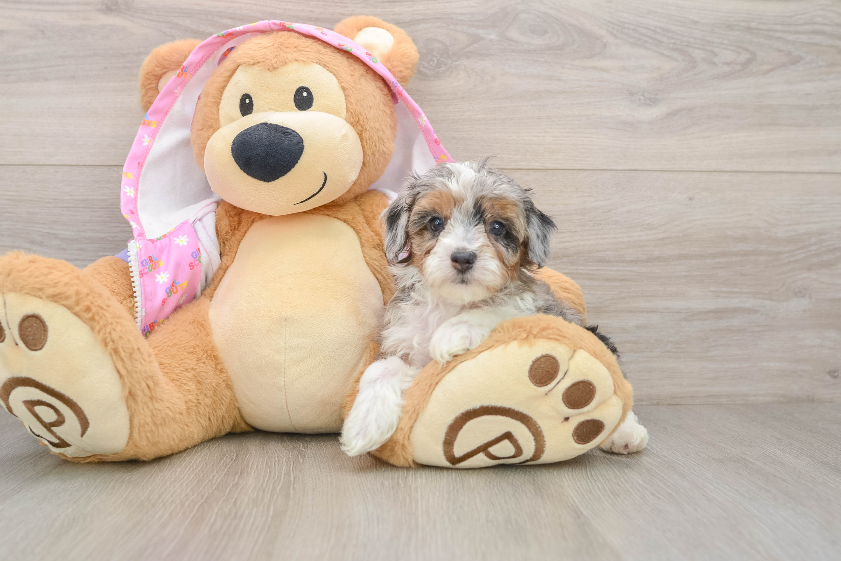 Hypoallergenic Aussiepoo Poodle Mix Puppy