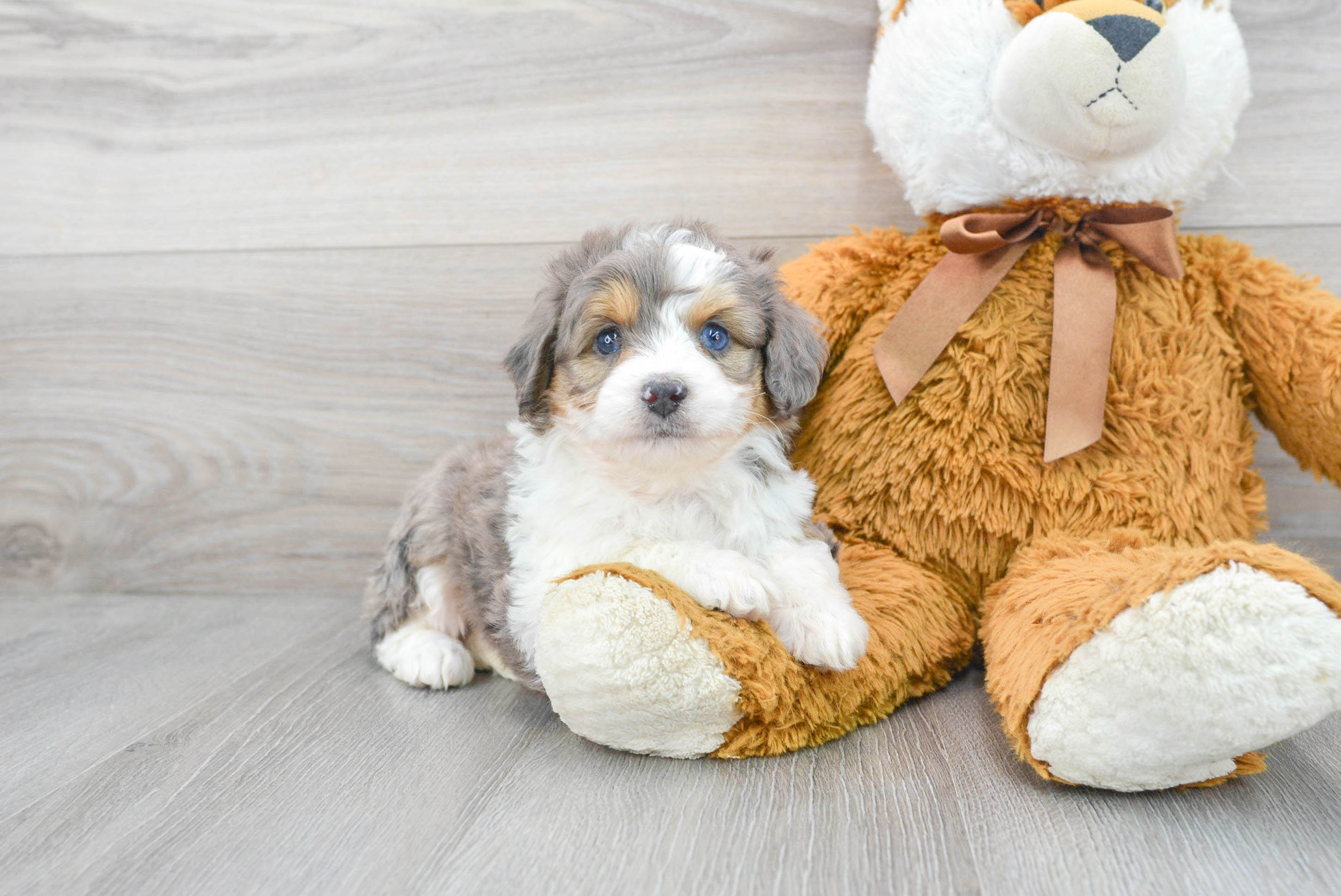 Fluffy Mini Aussiedoodle Poodle Mix Pup