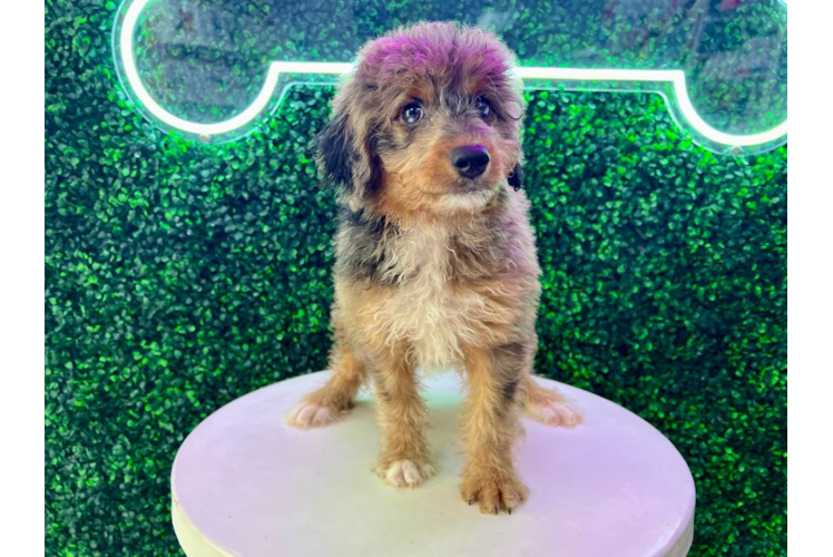 Best Mini Aussiedoodle Baby