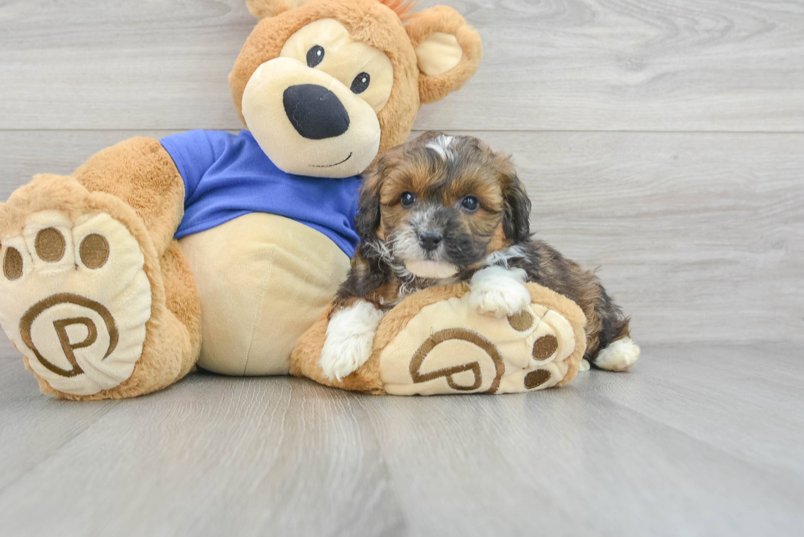 Little Aussiepoo Poodle Mix Puppy
