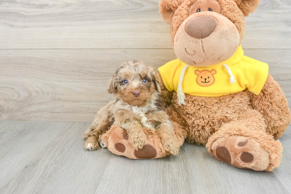 Petite Mini Aussiedoodle Poodle Mix Pup