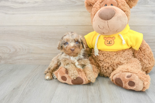 Petite Mini Aussiedoodle Poodle Mix Pup