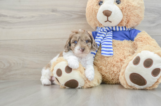 Small Mini Aussiedoodle Baby