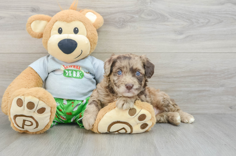 5 week old Mini Aussiedoodle Puppy For Sale - Puppy Love PR