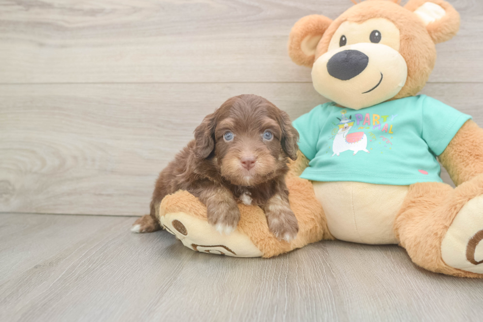 Sweet Mini Aussiedoodle Baby