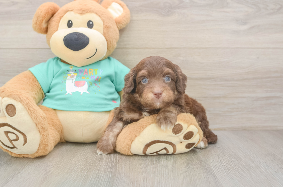 5 week old Mini Aussiedoodle Puppy For Sale - Puppy Love PR
