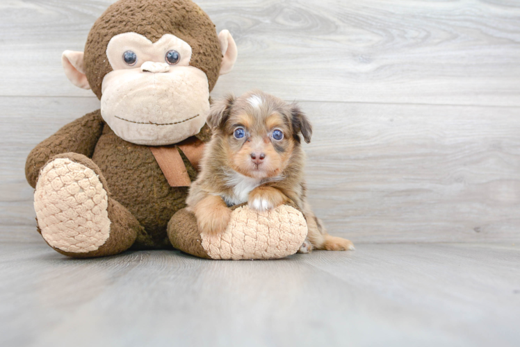 Meet Asiago - our Mini Aussiedoodle Puppy Photo 1/2 - Puppy Love PR Cute Mini Aussiedoodle Baby