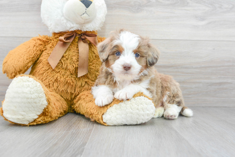Meet Asiago - our Mini Aussiedoodle Puppy Photo 1/3 - Puppy Love PR Best Mini Aussiedoodle Baby