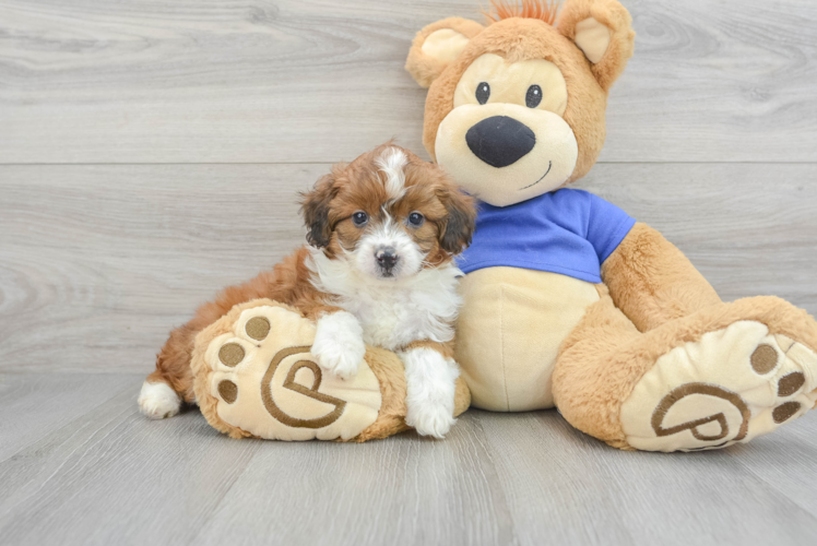 Meet Athena - our Mini Aussiedoodle Puppy Photo 1/3 - Puppy Love PR Happy Mini Aussiedoodle Baby