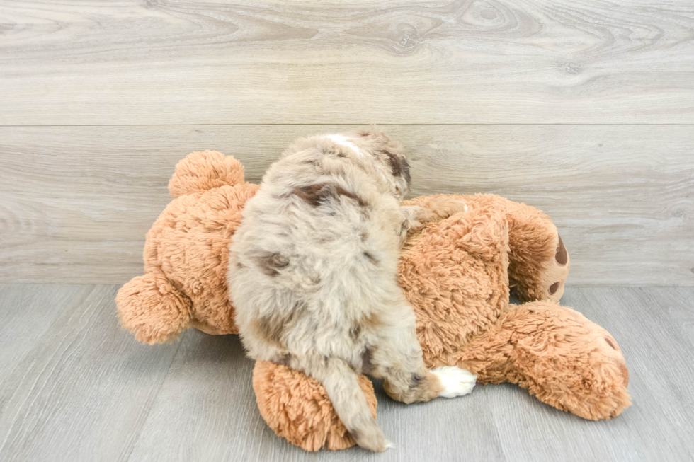 Best Mini Aussiedoodle Baby