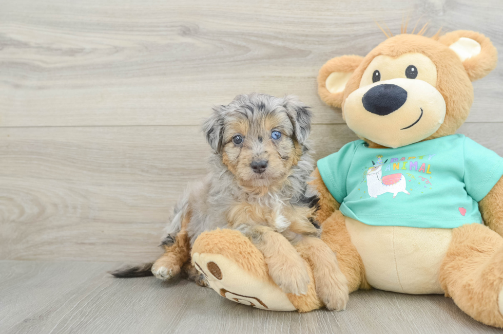 5 week old Mini Aussiedoodle Puppy For Sale - Puppy Love PR