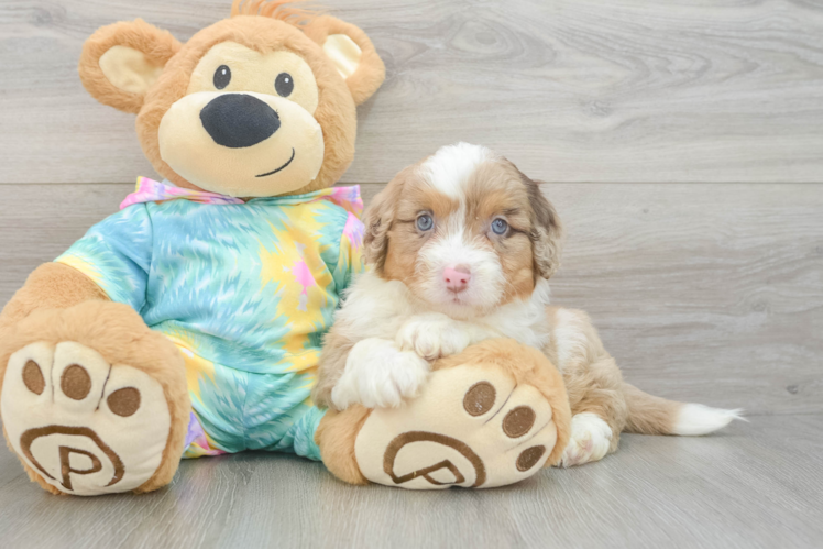 Little Mini Aussiepoo Poodle Mix Puppy