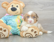 8 week old Mini Aussiedoodle Puppy For Sale - Puppy Love PR