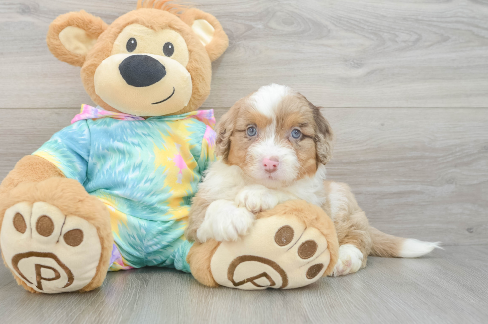 6 week old Mini Aussiedoodle Puppy For Sale - Puppy Love PR