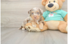 Mini Aussiedoodle Pup Being Cute
