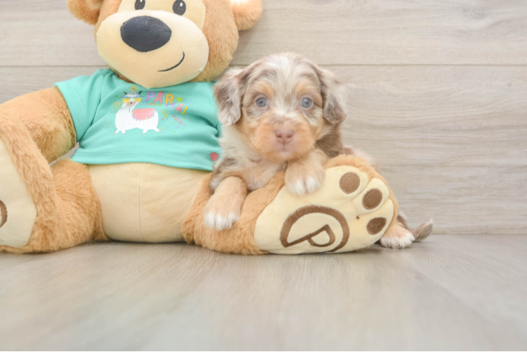 Best Mini Aussiedoodle Baby