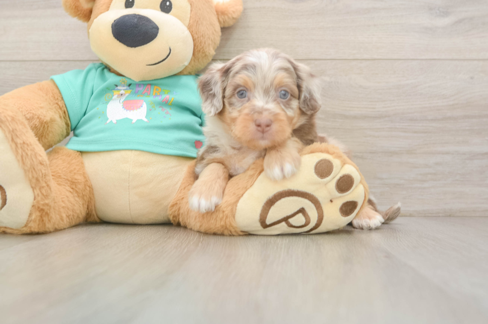 5 week old Mini Aussiedoodle Puppy For Sale - Puppy Love PR