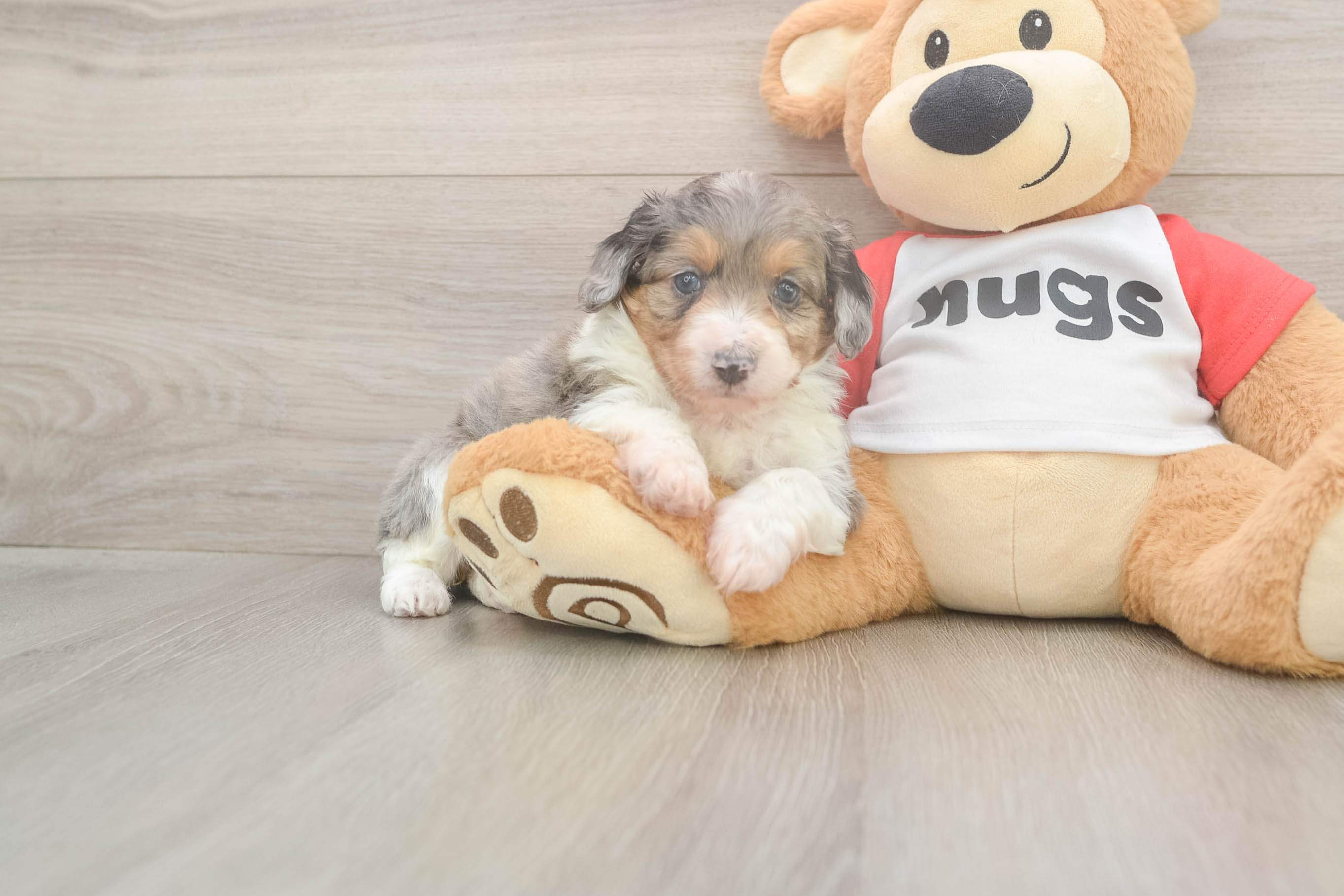 Best Mini Aussiedoodle Baby