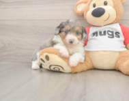 7 week old Mini Aussiedoodle Puppy For Sale - Puppy Love PR