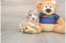 Sweet Mini Aussiedoodle Baby
